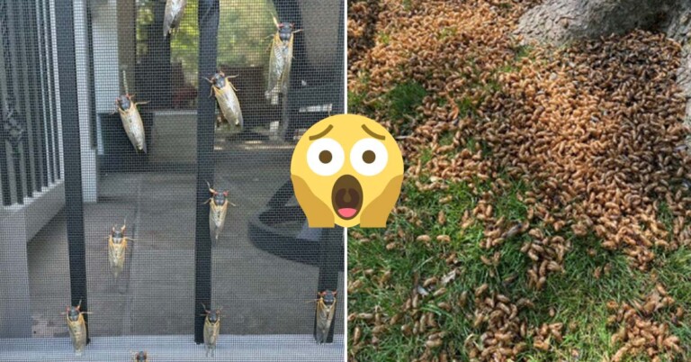 Billions Of Cicadas Are Wreaking Havoc In The U.S. After 17 Year Absence (38 Pics)