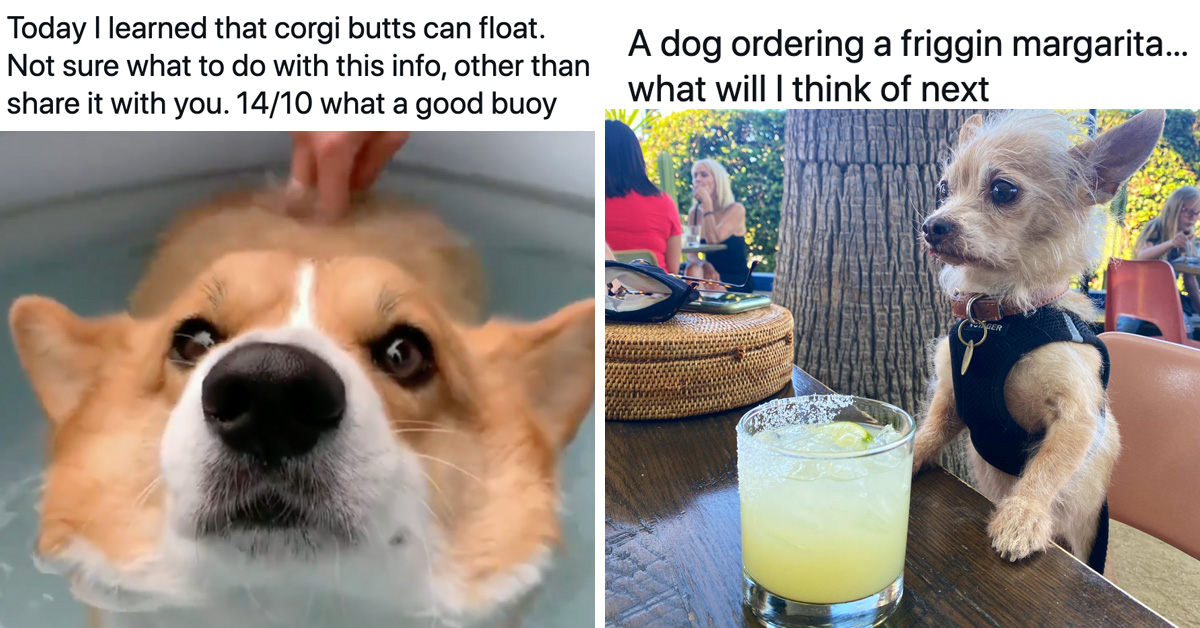 Literally Just 21 Of The Most Wholesome Dog Tweets