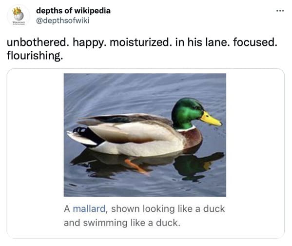 This Twitter Account Shares Funny And Weird Wikipedia Entries