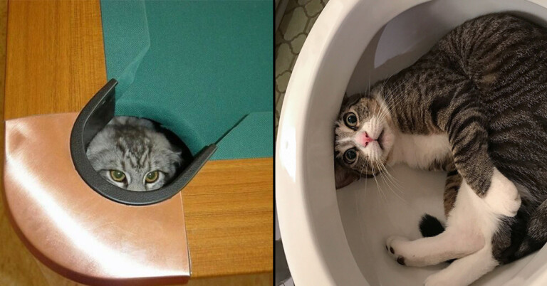 Cat Owners Share The Hilarious And Bizarre Places Their Cats Have Shown Up (33 Pics)