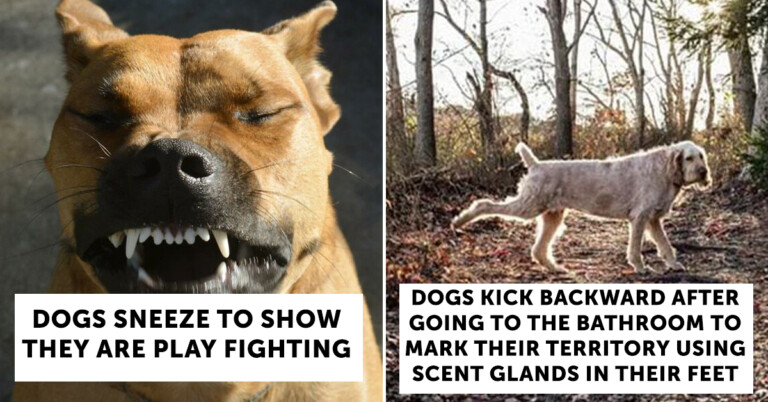 29 Weird Dog Behaviors Every Dog Owner Should Know, As Shared By This TikTok Account