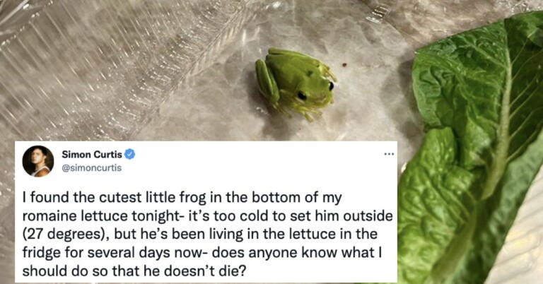 Guy Finds Tiny Tree Frog In His Lettuce And Takes Twitter On An Emotional Rollercoaster