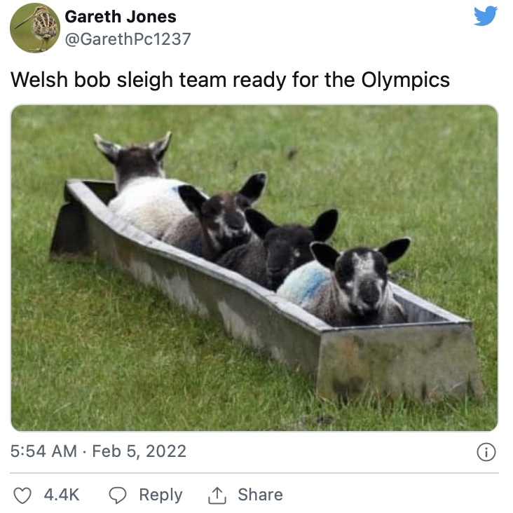 2022 olympics memes, 2022 winter olympics memes, Beijing olympics memes, olympic memes 2022