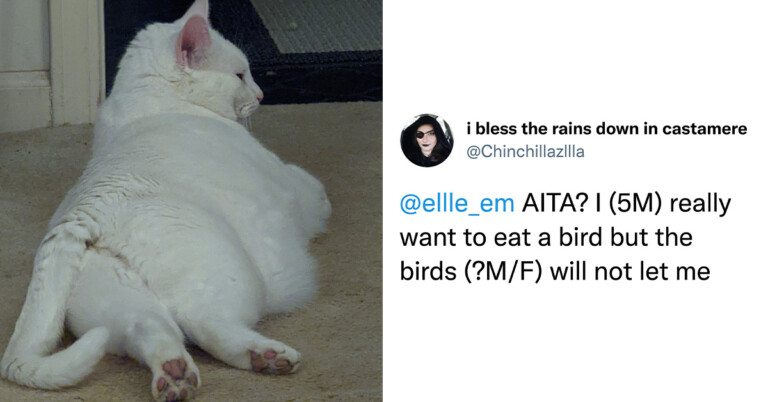 People Are Sharing ‘AITA’ Entries For Their Cats Because Let’s Be Honest, They Most Are TA (23 Tweets)