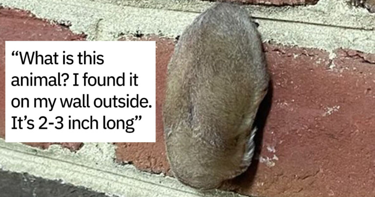 20+ Times People Asked The Internet “What Is This Thing?” And The Internet Delivered (NEW PICS)