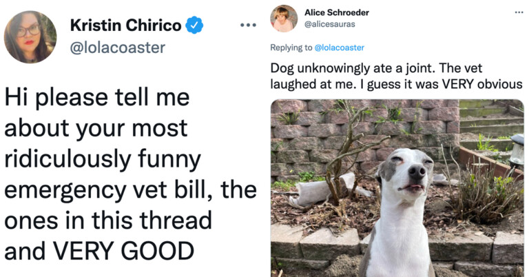 20 Hilariously Ridiculous Reasons People Brought Their Pets To The Vet As Shared In This Viral Twitter Thread