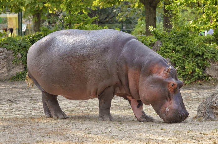 Hippopotamus Looking For Food
