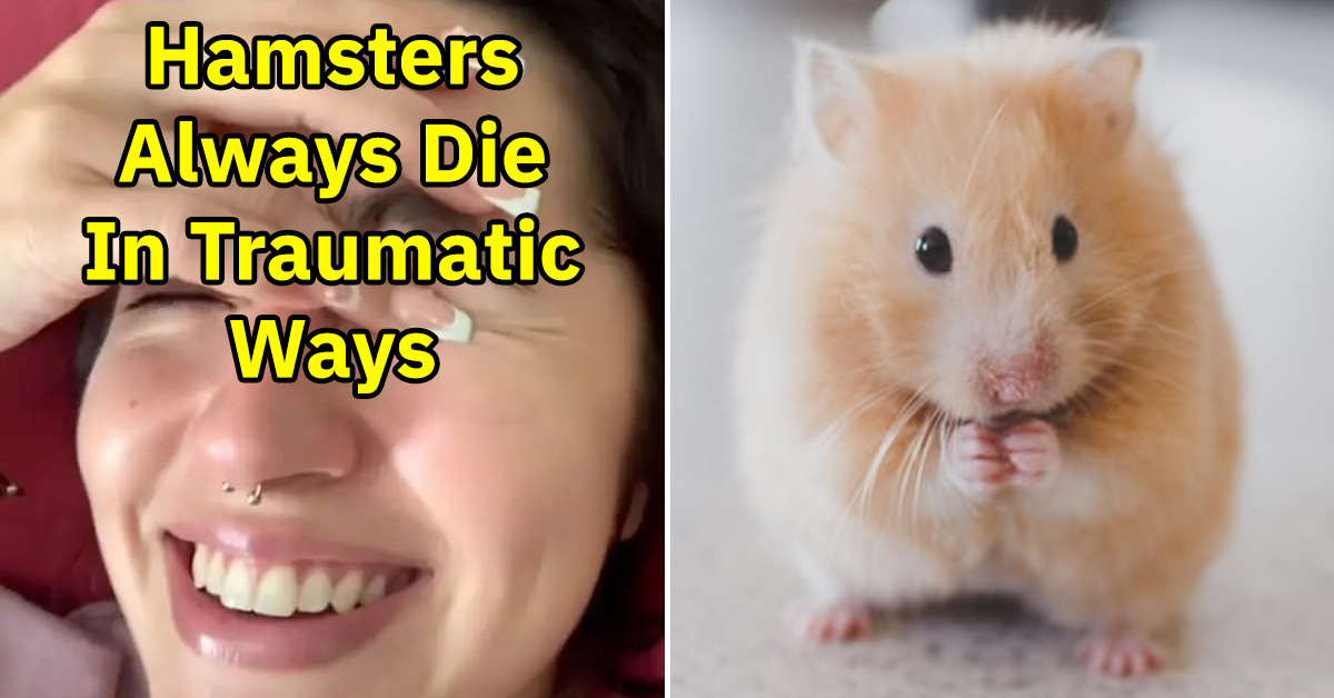 hamster years in human years｜TikTok Search