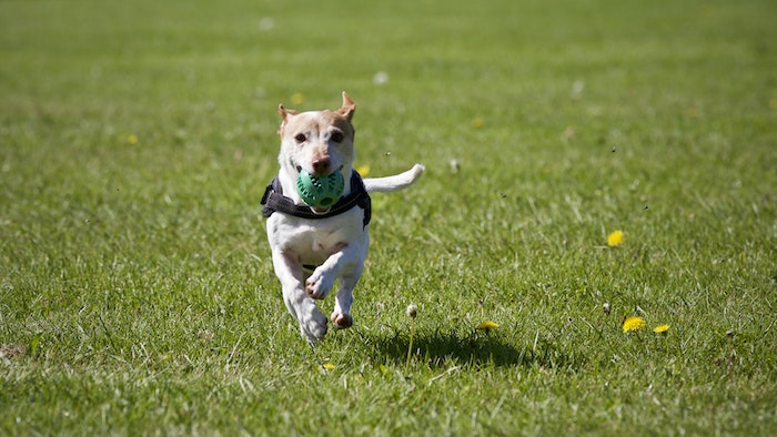 Dog Running on Grass