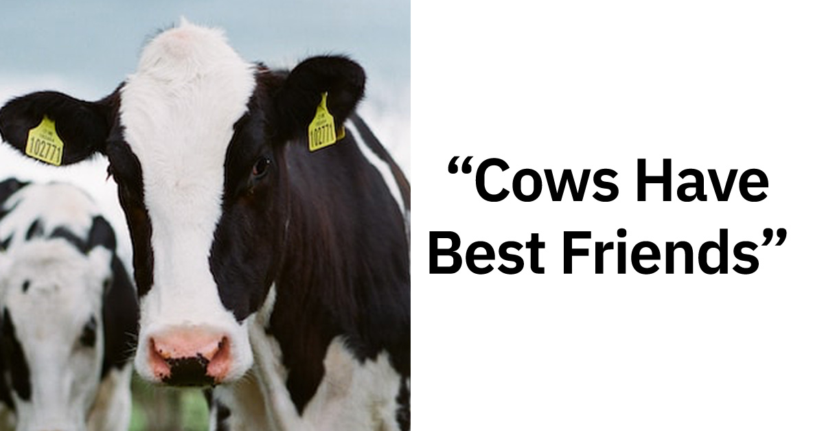 People Are Sharing The Most Wholesome Animal Facts They Know (25 Facts)