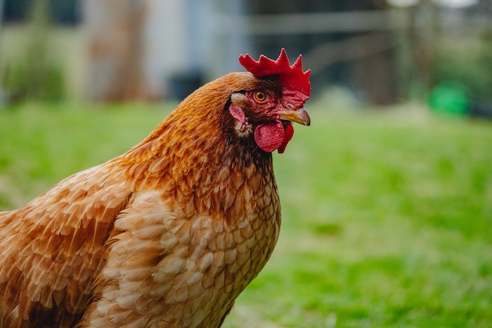 Brown Hen on Green Grass