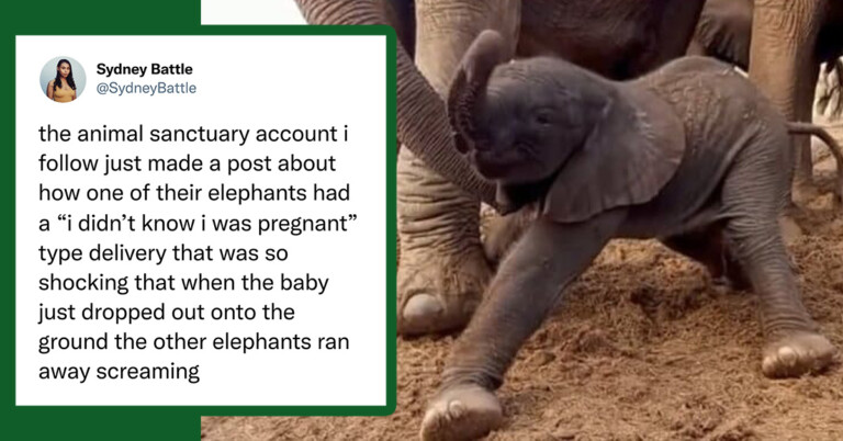 Twitter Reacts To Elephant Running Away In Shock After Giving Birth