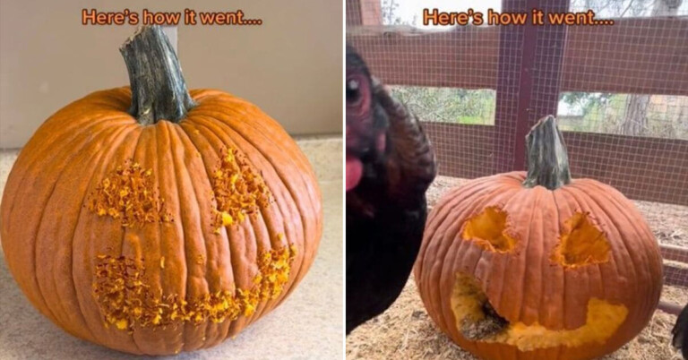 A New Halloween TikTok Challenge Has Chickens Carving Pumpkins