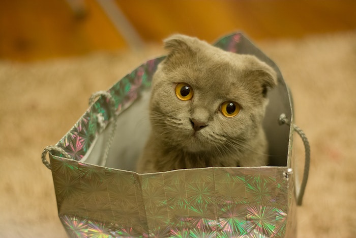 Cute Scottish Fold Cat on a Paper Bag