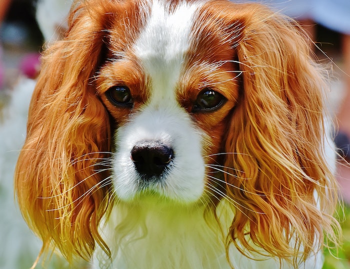 Tan and White Cavalier King Charles Spaniel