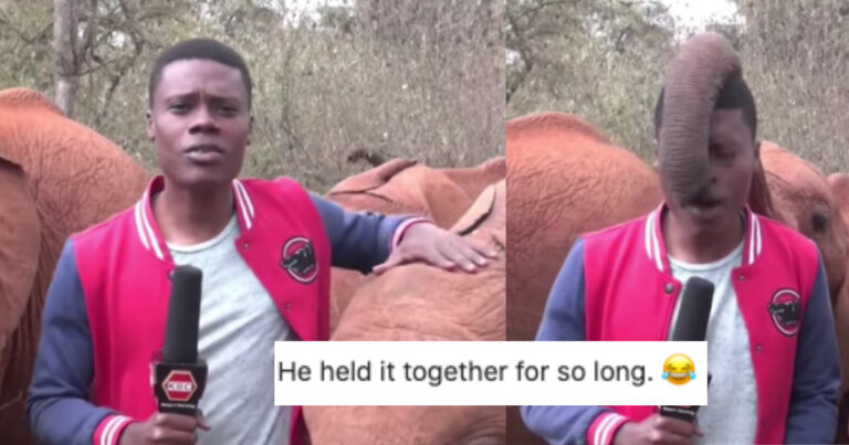 Baby Elephant Adorably Insists On Playing With Reporter On TV