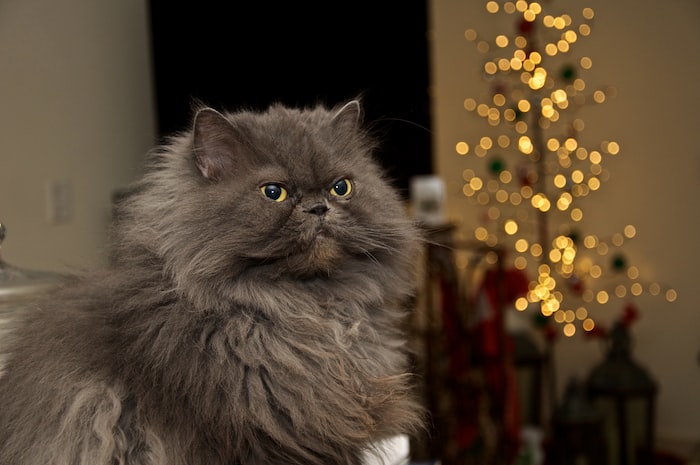 gray persian cat on brown wooden table