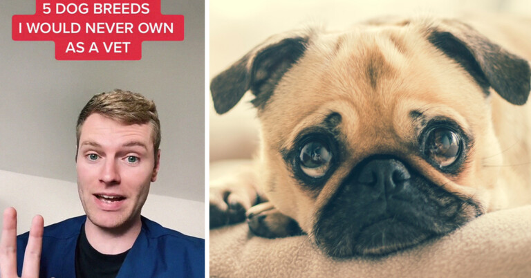 Veterinary Surgeon Reveals Why He’d Never Buy These Cat And Dog Breeds On TikTok