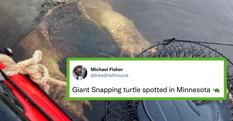 Twitter Reacts To Size Of Giant Snapping Turtle Spotted In Minnesota (15 Tweets)