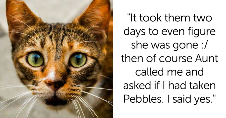 Woman Steals Cat Back From Relatives And Asks If She Was Wrong
