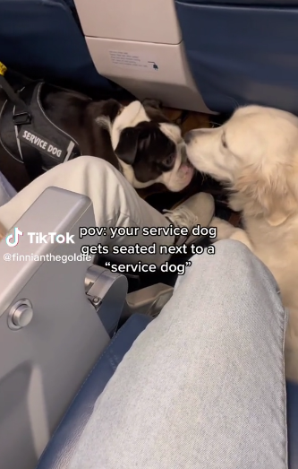  'It's so obvious...' — Tiktoker With Service Dog On Plane Is Sat Next To A Clearly Fake 'Service Dog'