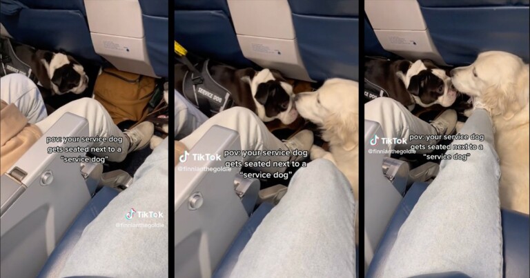 ‘It’s so obvious…’ — Tiktoker With Service Dog On Plane Is Sat Next To A Clearly Fake ‘Service Dog’