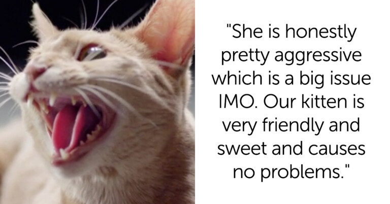 Woman Gets New Kitten, Tells Roommate To Keep Her “Mean” Cat In Her Room, And Asks ‘AITA’