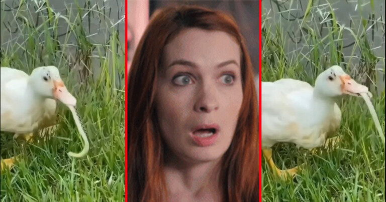 Um, Did This Duck Just Eat A Snake Like It Was A Ramen Noodle? Yeah…Yeah It Did