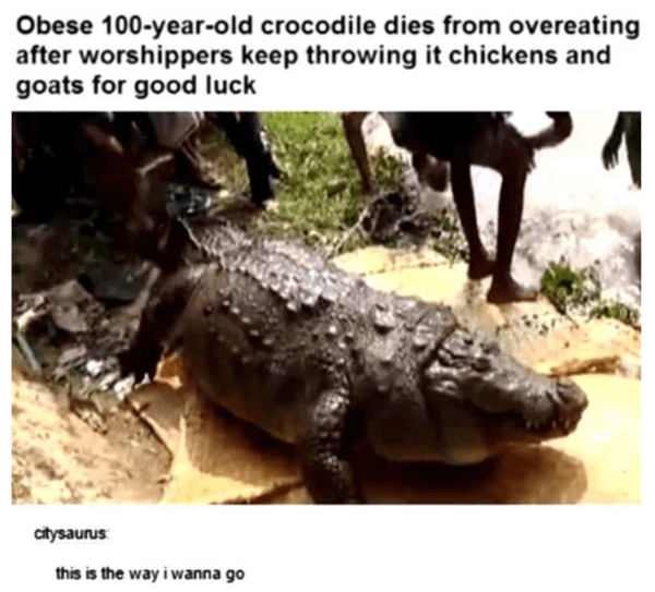 wholesome absolute units - fat crocodile