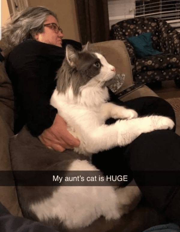 wholesome absolute units - my aunt's cat is huge