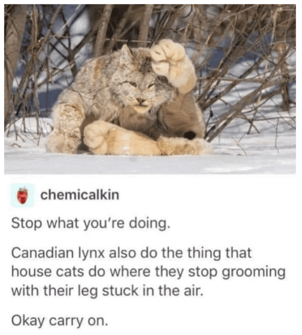 wholesome absolute units - Canadian lynxes