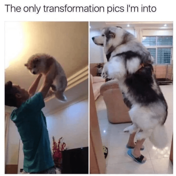 wholesome absolute units - big dog transformation pics