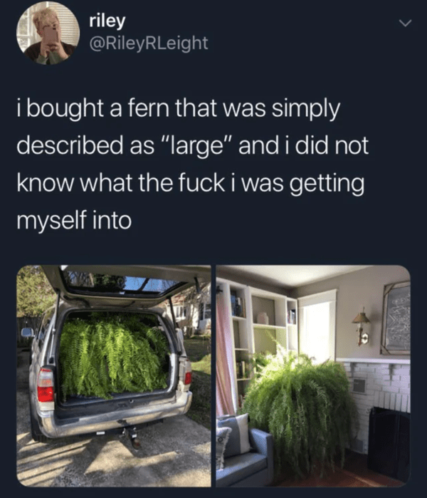 wholesome absolute units - unit fern