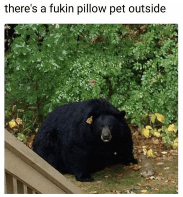 wholesome absolute units - fat bear