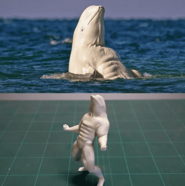 wholesome absolute units - jacked beluga