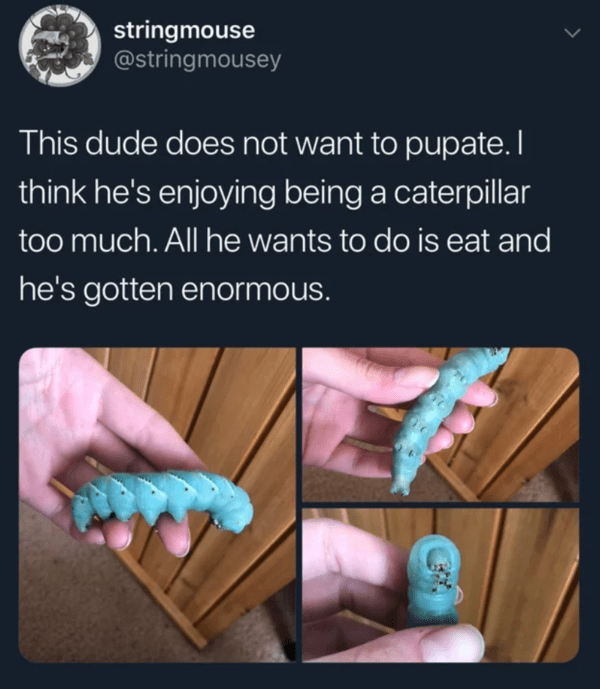 wholesome absolute units - big caterpillar
