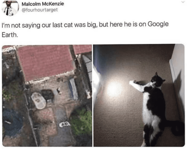wholesome absolute units - can see a large cat from google maps