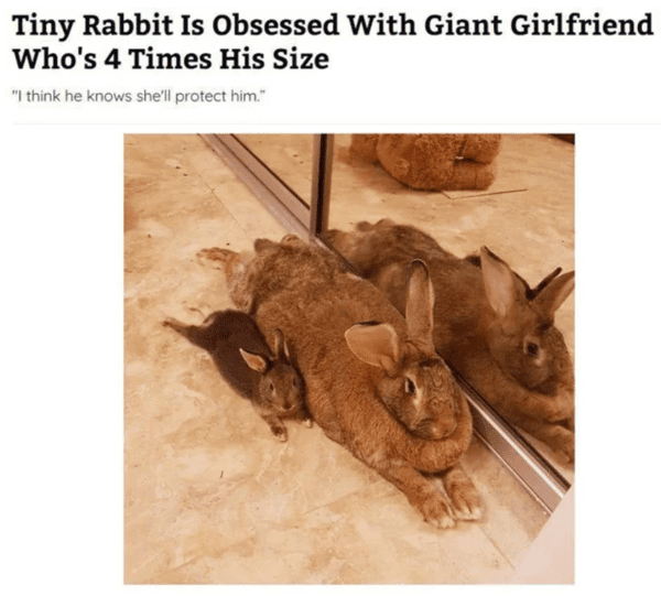 wholesome absolute units - boy rabbit obsessed with larger girl rabbit
