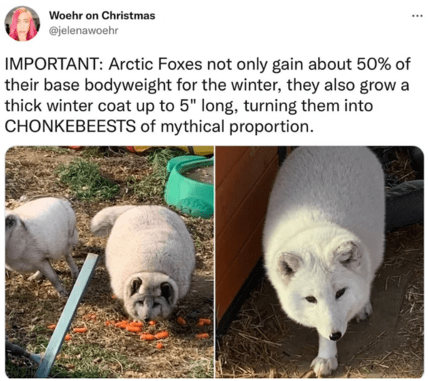 wholesome absolute units - thicc Arctic foxes