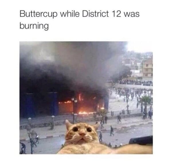 hunger games memes - buttercup dist 12