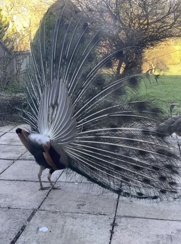 interesting pics - back of a peacock