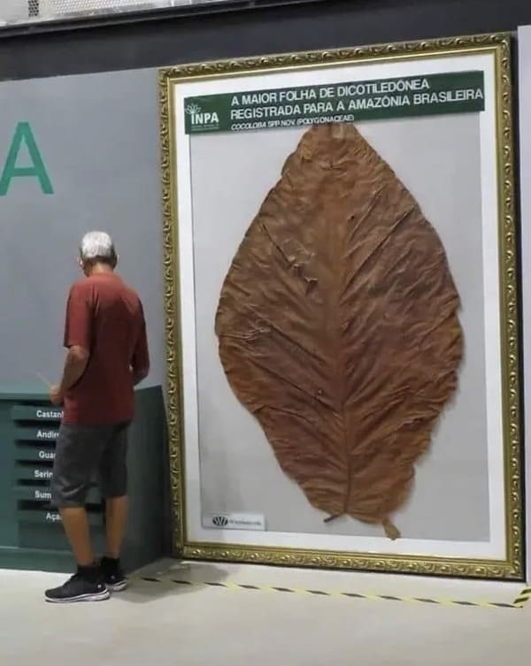 interesting pics - largest amazon leaf