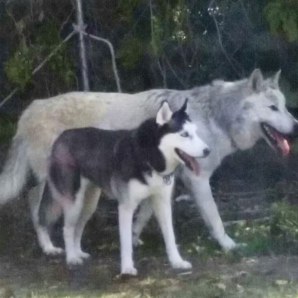 interesting pics - husky compared to a wolf
