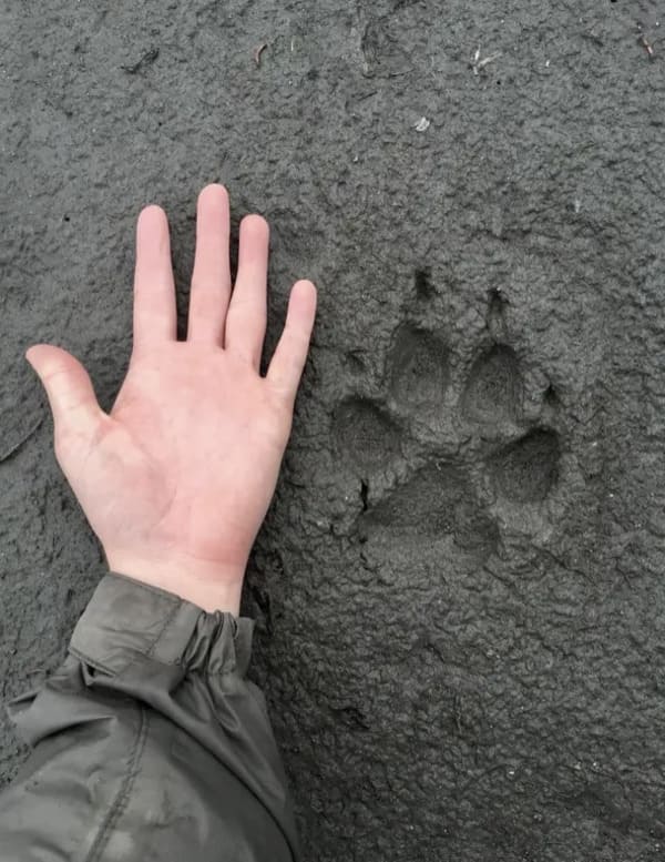 interesting pics - wolf paw print