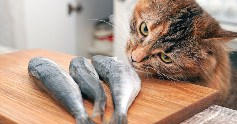 PETA Advertisement Goes Viral For Suggesting Eating Fish And Cats Is The Same