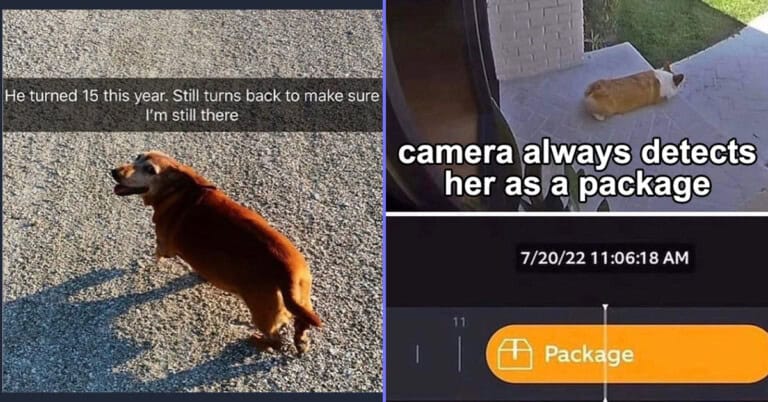 40 Funniest Dog Memes Of The Week Prove That Dogs Really Are Man’s Best Friend (April 24, 2024)