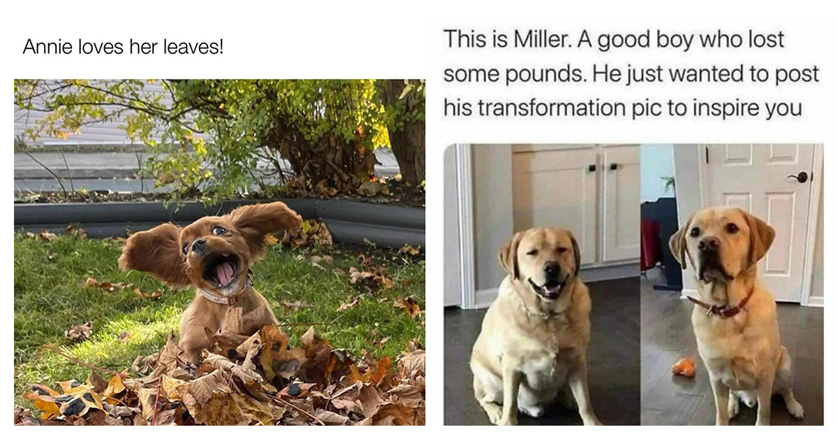 Sit, Stay, and Roll Over Laughing For The Funniest Dog Memes of the Week (April 3, 2024)