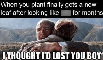 40 Funny Memes For People Who Love Their Plants -- Even If They Keep ...
