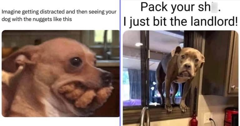35 Paw-sitively Hilarious Dog Memes That Are A Real Treat (February 15, 2025)