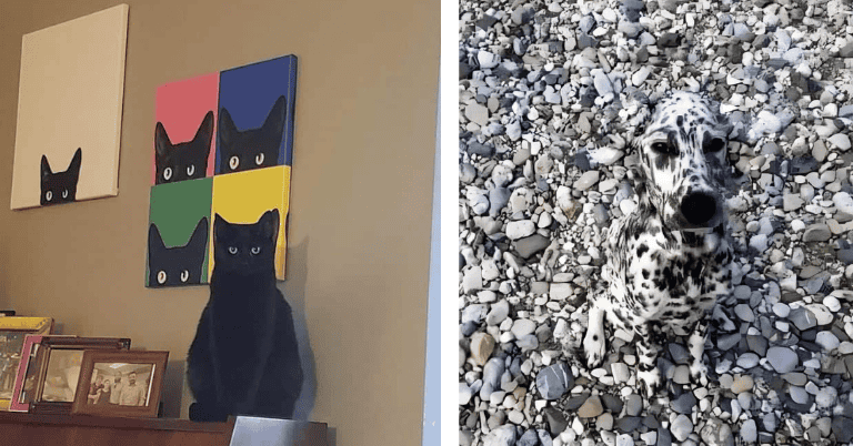 33 Trippy Examples of Accidental Camouflage That Made Us Do a Double Take